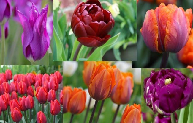 tulipán montázs1